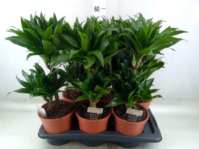 <h4>Dracaena frag. 'Compacta'</h4>