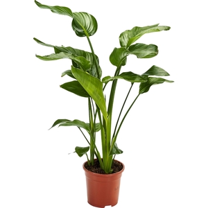 Strelitzia Nicolai 3 stek 80-90cm