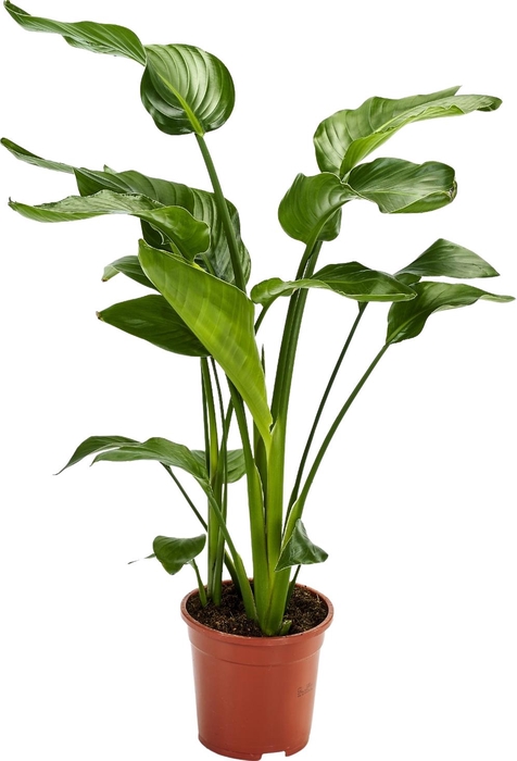 <h4>Strelitzia Nicolai 3 stek 80-90cm</h4>