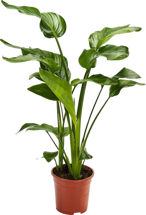 <h4>Strelitzia Nicolai 3 stek 80-90cm</h4>