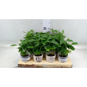 Coffea arabica