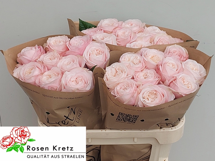 <h4>R GR LINCOLN PARK!</h4>