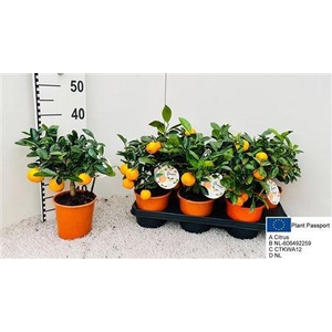 Citr Microcarpa 3+