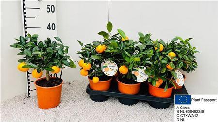<h4>Citr Microcarpa 3+</h4>