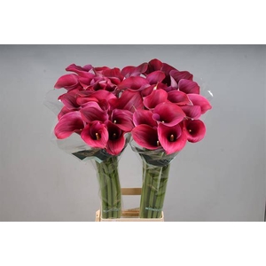 Calla Captain Promise Kallaland
