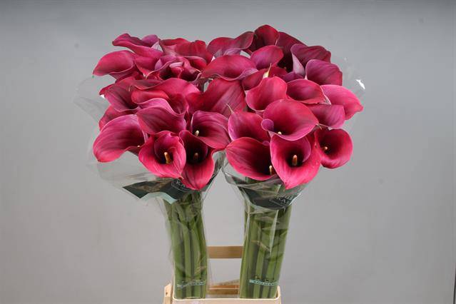 <h4>Calla Captain Promise Kallaland</h4>