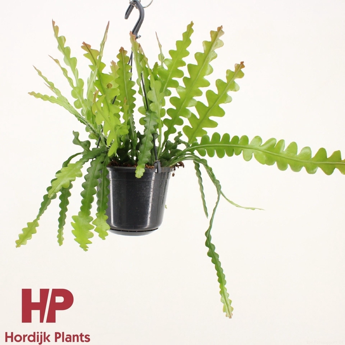 <h4>Epiphyllum anguliger</h4>