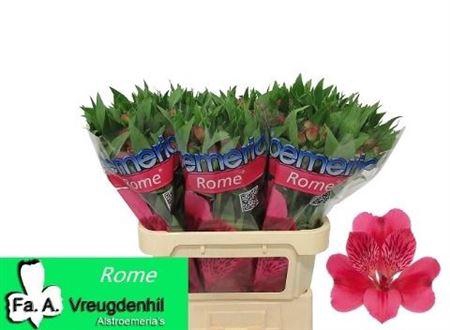 <h4>Alstroemeria Rome</h4>