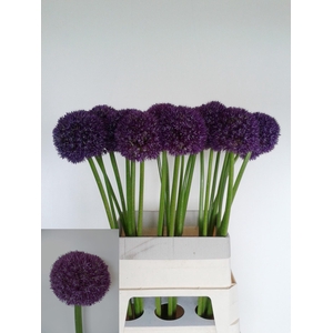 Allium Pinball Wizar