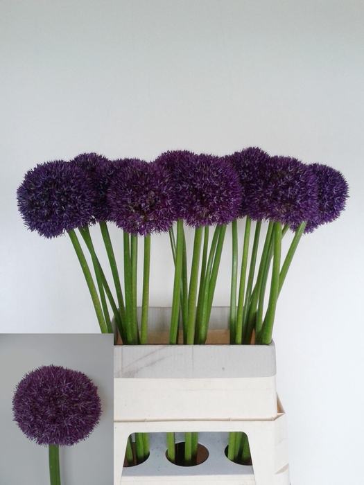 <h4>Allium Pinball Wizar</h4>