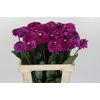 Dahlia Purple Fox