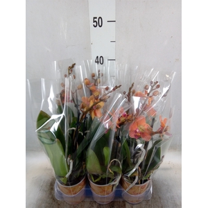 Phalaenopsis multi. 'Ant Bolzano'