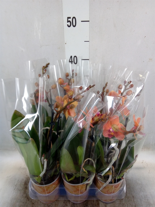 <h4>Phalaenopsis multi. 'Ant Bolzano'</h4>
