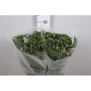 Fr En Castor (op Kleur!)