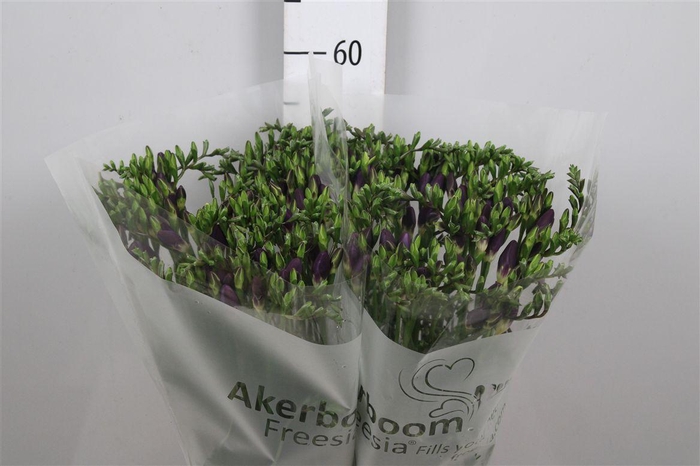 <h4>Fr En Castor (op Kleur!)</h4>