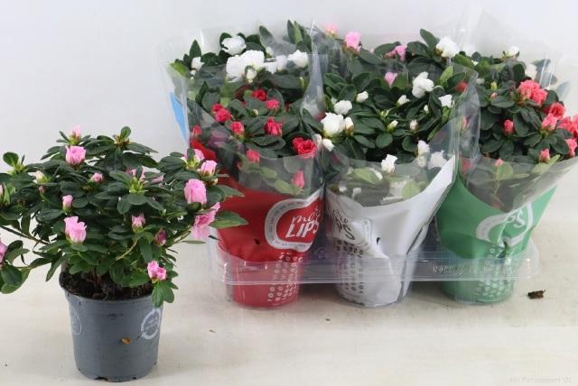 <h4>RHODO SI VOGEL GEM</h4>