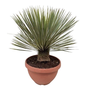 Yucca rostrata P40 schaal