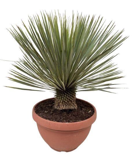 <h4>Yucca rostrata P40 schaal</h4>