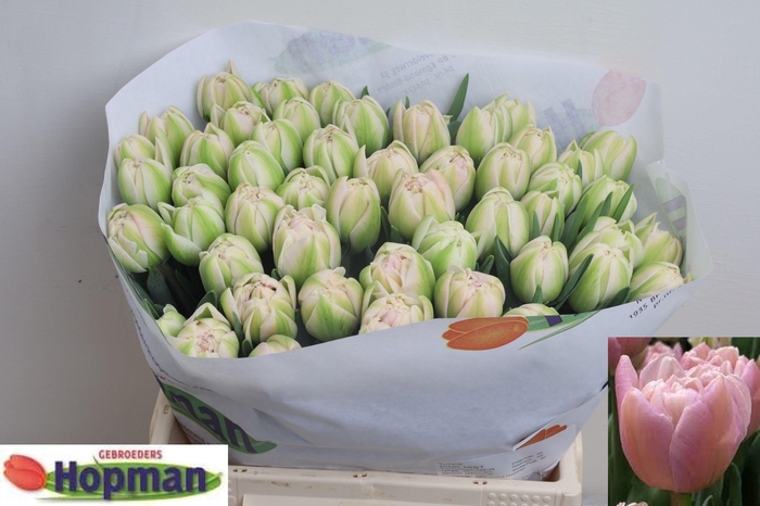 <h4>TU DU PINK MIST</h4>