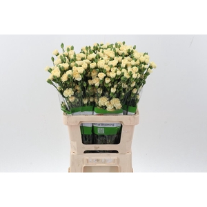 Di Tr Creme Intermezzo x20