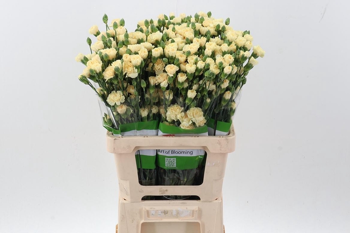 <h4>Di Tr Creme Intermezzo x20</h4>