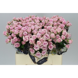 Rosa Tr Leila