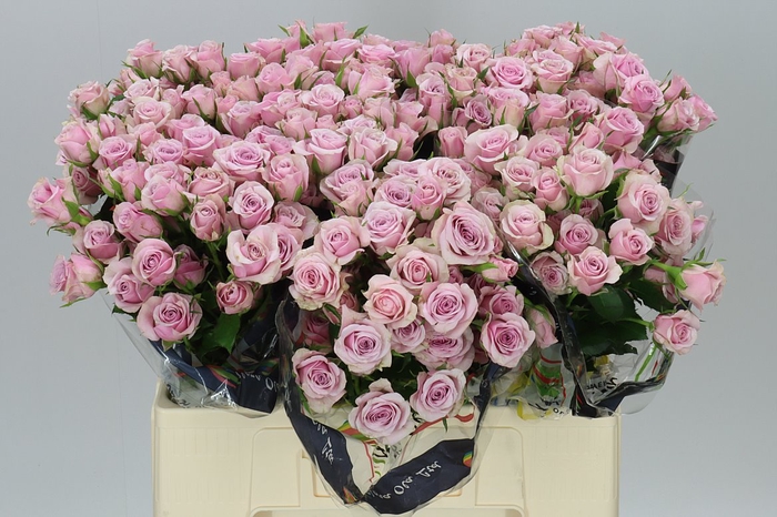 <h4>Rosa Tr Leila</h4>