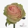 Rosa large gravity