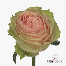 Rosa large gravity