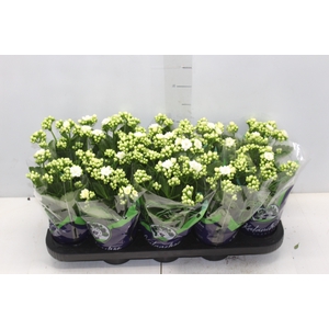 KALANCHOE DOBRADO P11 BRANCO
