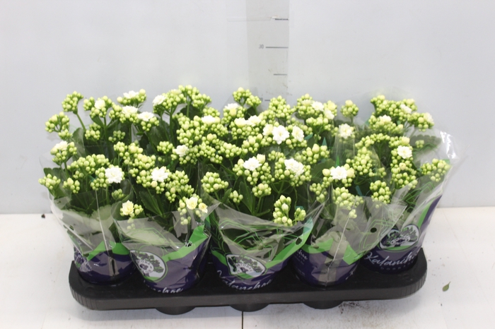 <h4>KALANCHOE DOBRADO P11 BRANCO</h4>