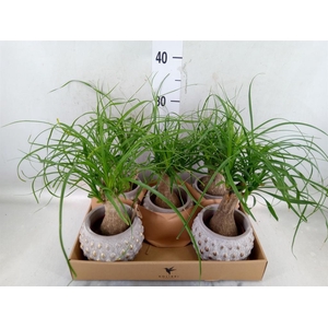 Beaucarnea recurvata