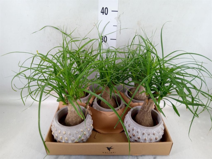 <h4>Beaucarnea recurvata</h4>