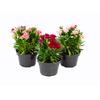 DIANTHUS DOBRADO P11