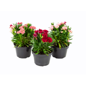 DIANTHUS DOBRADO P11