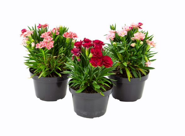 <h4>DIANTHUS DOBRADO P11</h4>