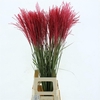 Miscanthus Pink