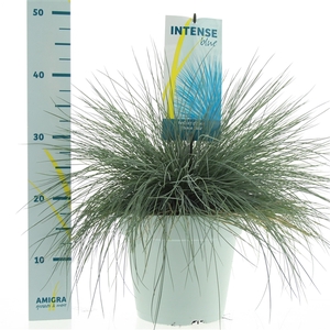 Festuca glauca Intense Blue®