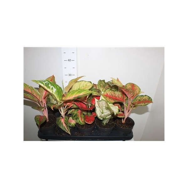 <h4>Aglaonema Mix</h4>