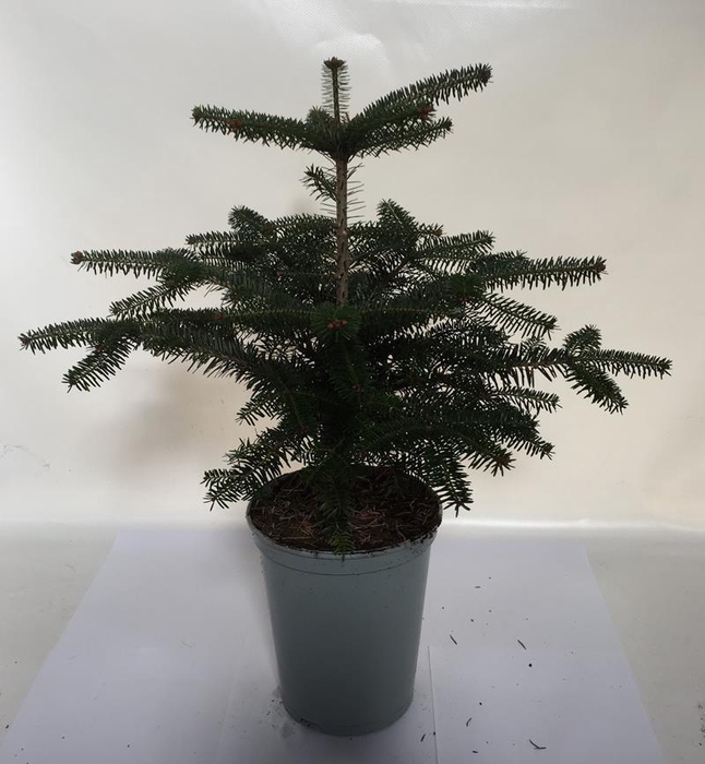 <h4>ABIES NORDMANNIANA p19</h4>