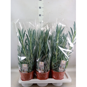 Curio ficoides 'Mount everest'