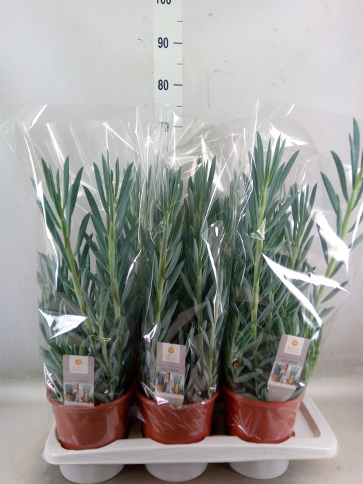 <h4>Curio ficoides 'Mount everest'</h4>