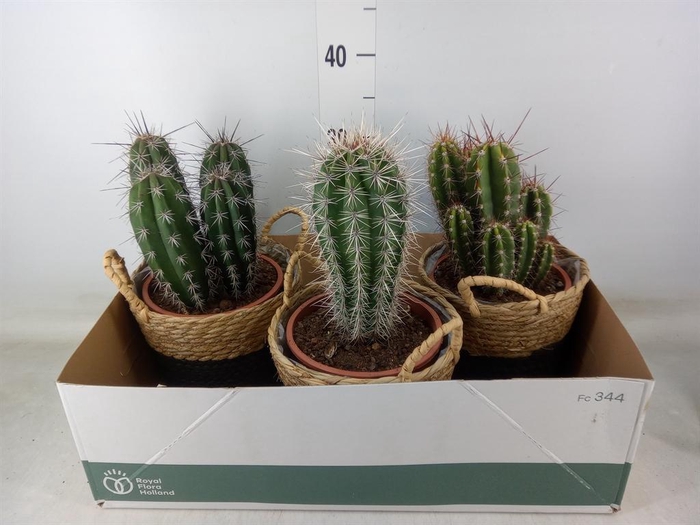 <h4>Cactus   ...</h4>