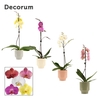 Phalaenopsis 1 tak 9+ mix in Pato (Deco-collection)