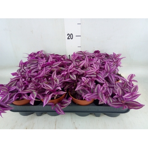 Tradescantia zebr. 'Pink Paradise'