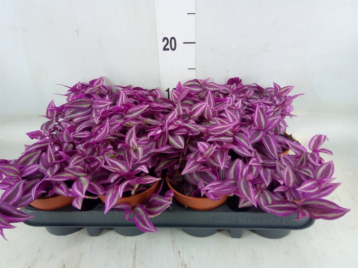 <h4>Tradescantia zebr. 'Pink Paradise'</h4>