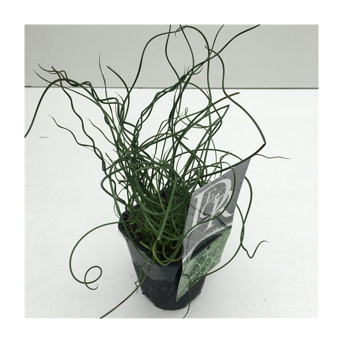 <h4>Juncus 'Spiralis'</h4>