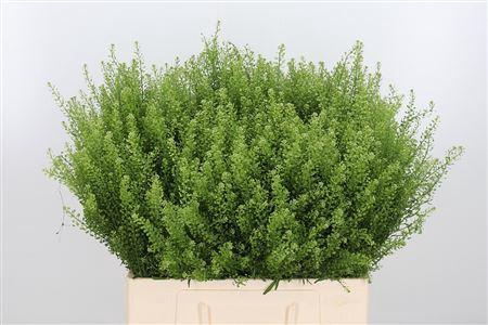<h4>LEPIDIUM GWELO GREEN 22GR</h4>