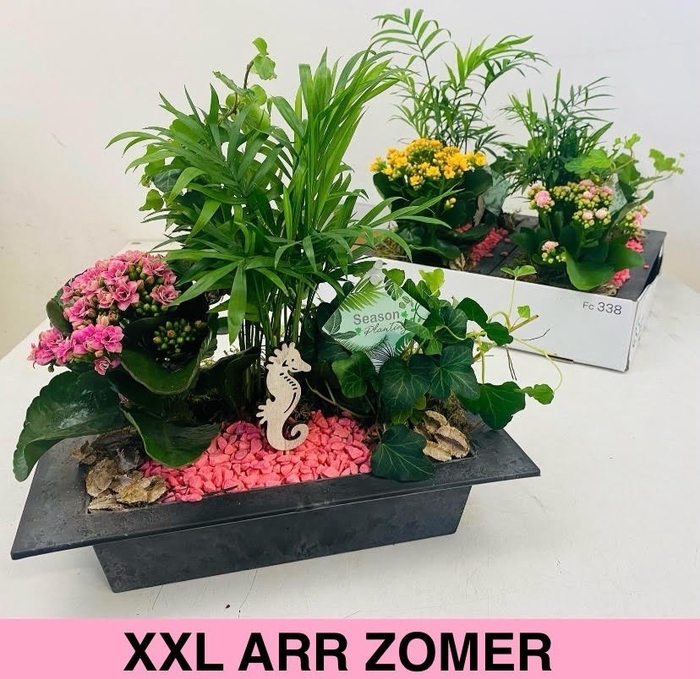 <h4>ARR KAMERPL</h4>