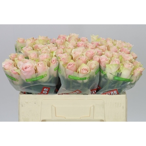 Rosa Gr Pink Athena